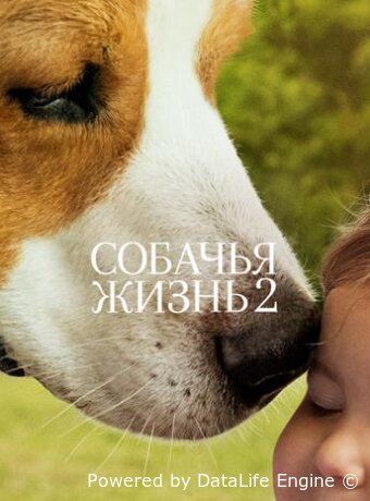 A Dog's Journey
