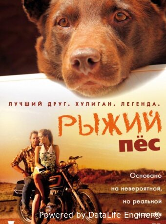 Рыжий пес
